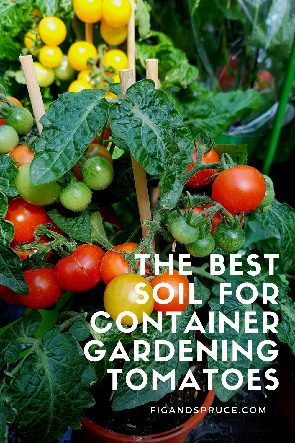 The Best Soil for Container Garden Tomatoes