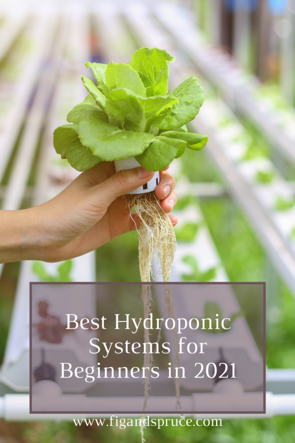 Best Hydroponic Grow Systems for Beginners in 2021