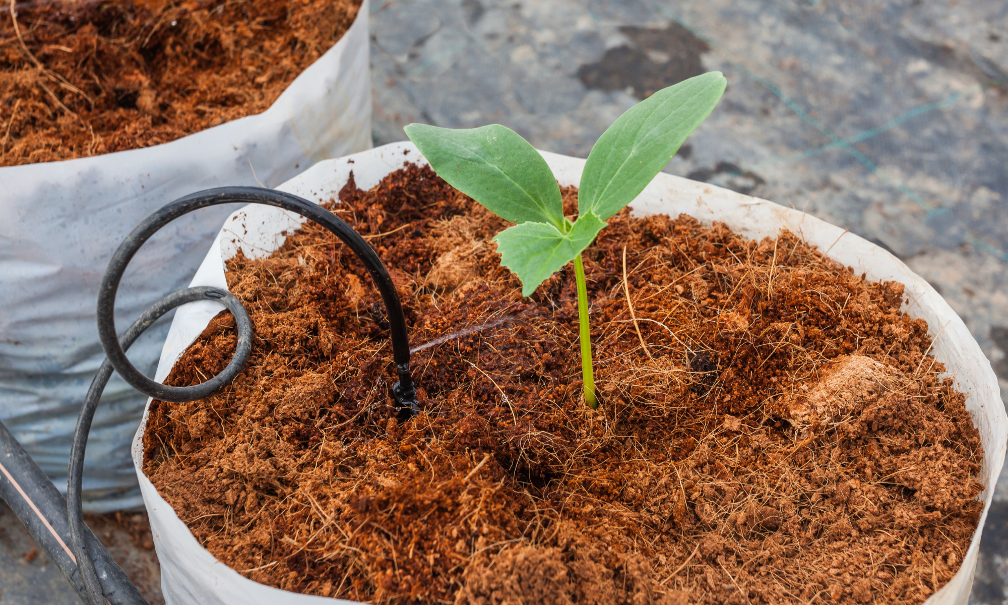 How to Use Coco Peat in Hydroponics
