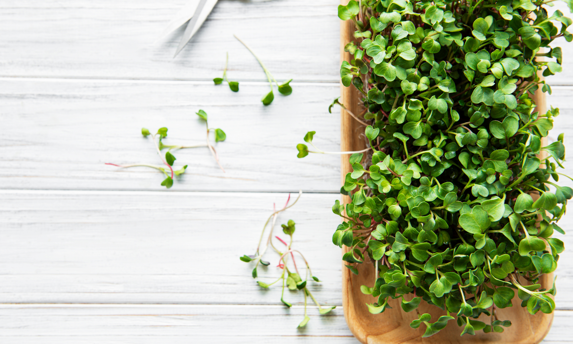 Growing and Harvesting Microgreens at Home