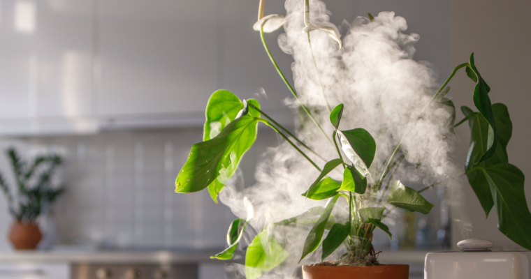 Plants that Need a Plant Humidifier