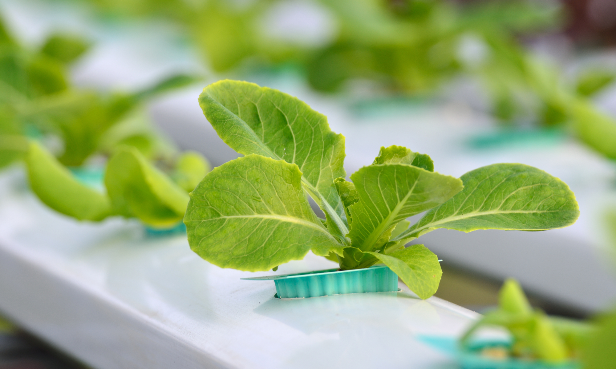 What Do You Feed Hydroponic Plants?