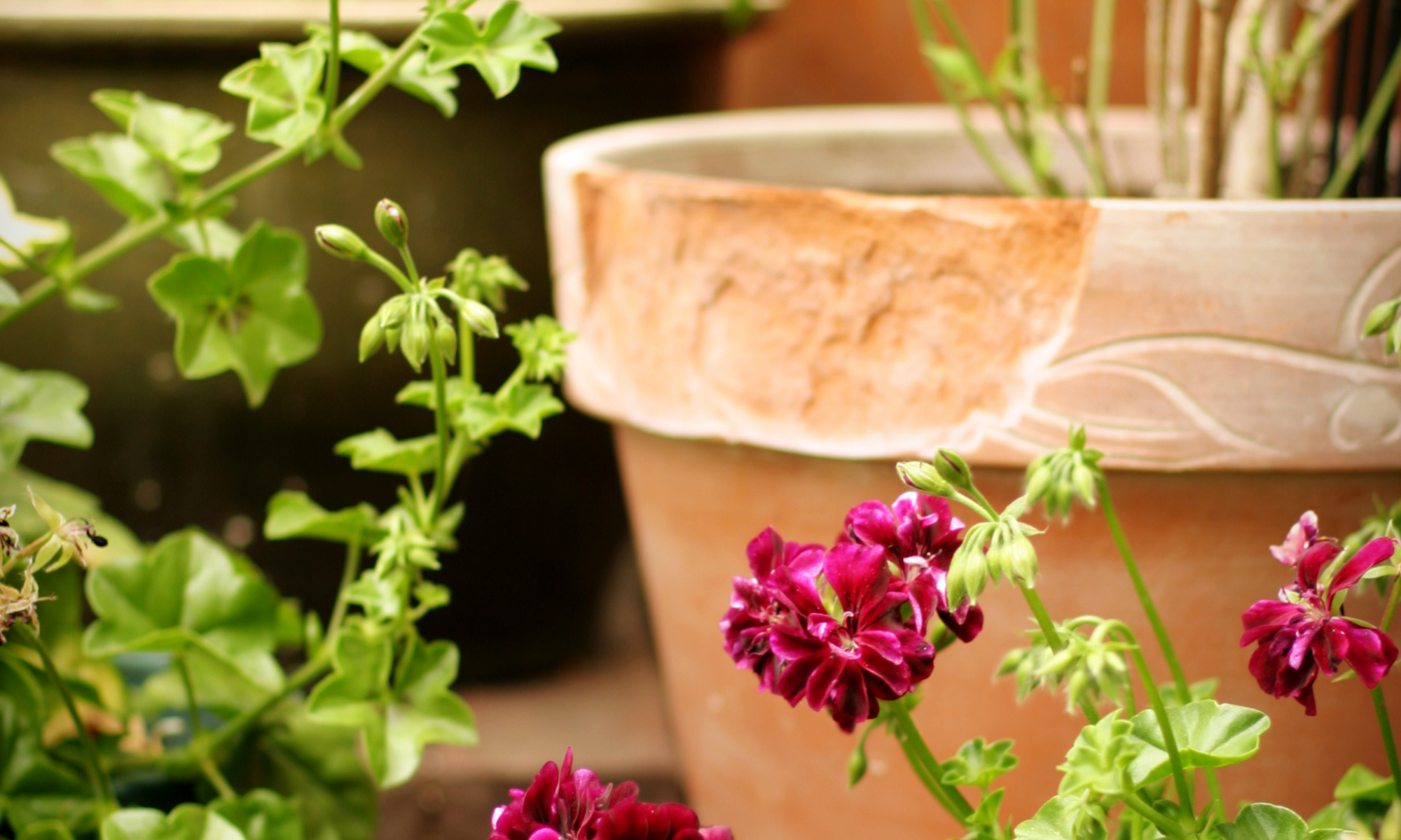 The Advantages and Disadvantages of Container Gardening