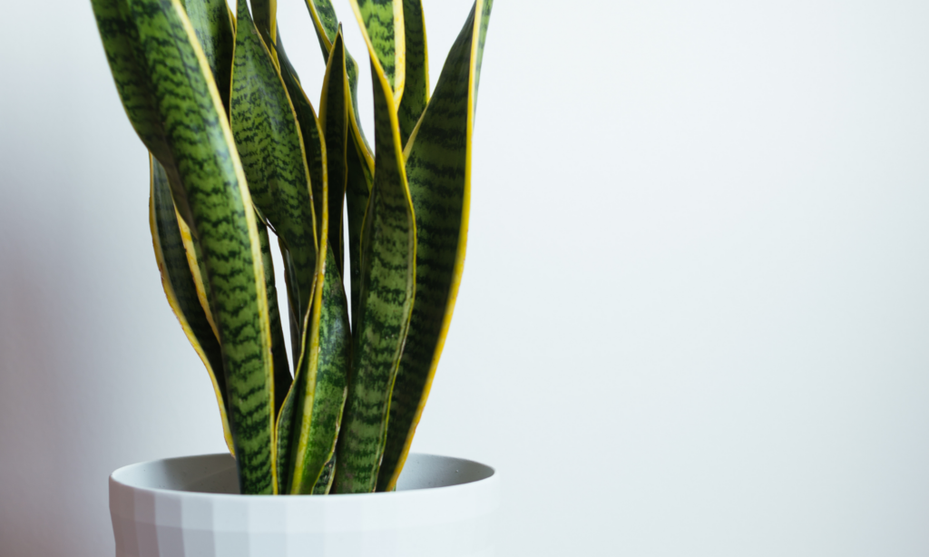 This image has an empty alt attribute; its file name is snake-plant-1024x614.png