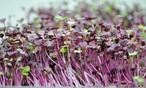The Best Microgreens Growing Kit for Beginners