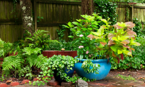 5 Things to Use for Container Gardening