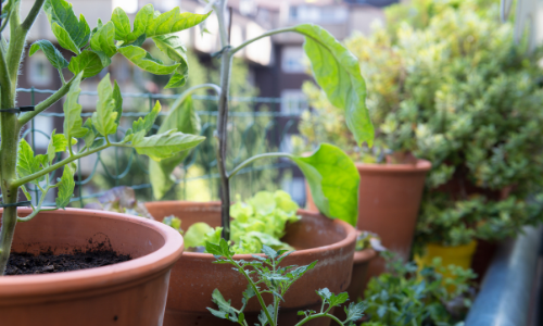 What to Grow on Balcony Gardens