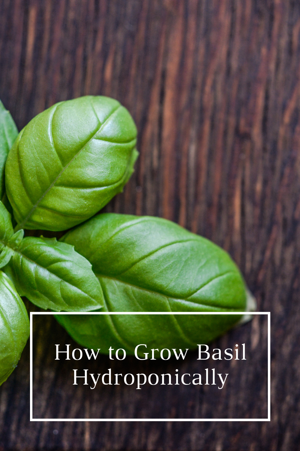 How to Grow Basil Hydroponically – A Beginner’s Guide