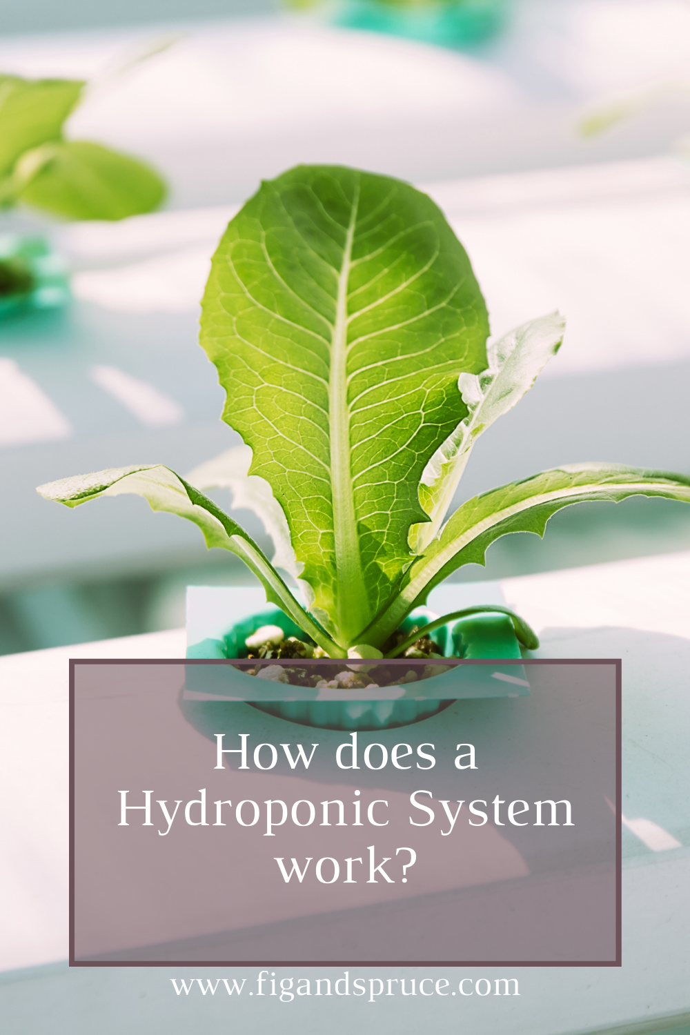 How Does a Hydroponic System Work?