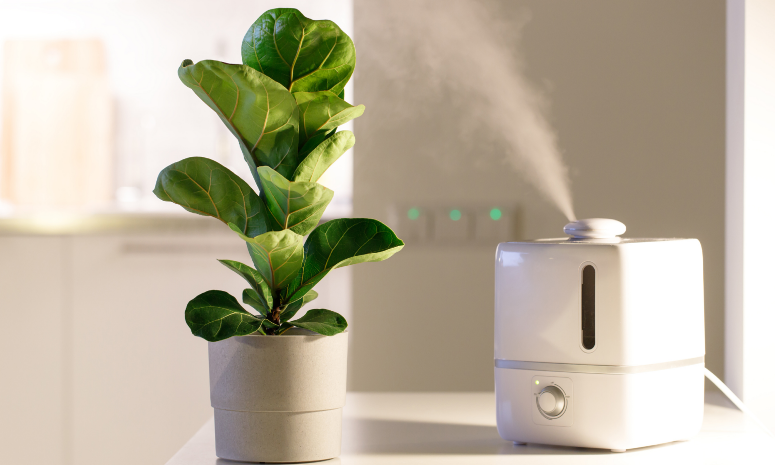 5 Best Plant Humidifier for Your Indoor Plants Fig & Spruce