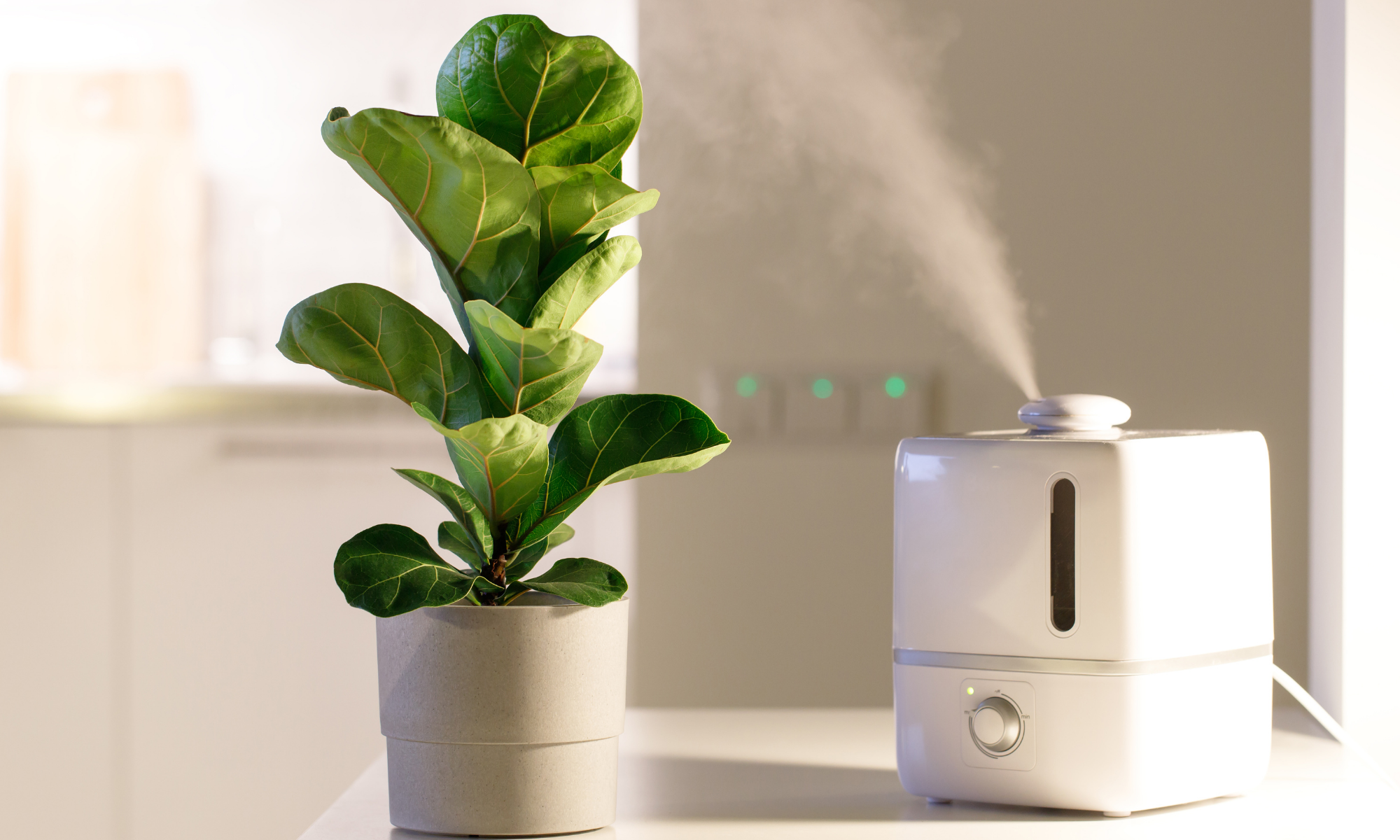 The Best Plant Humidifier for Your Indoor Plants