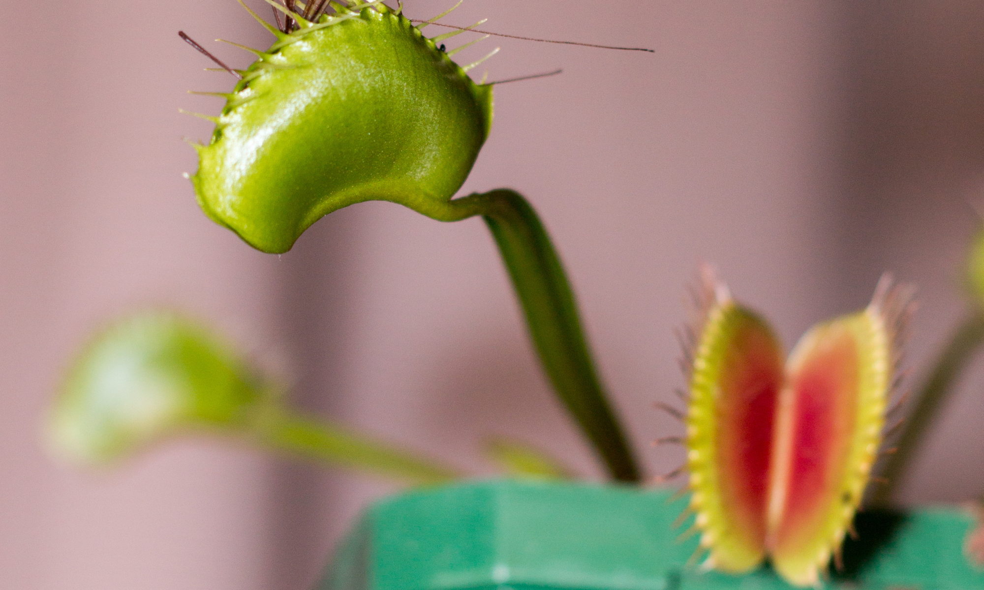 How to Make a Venus Fly Trap Terrarium