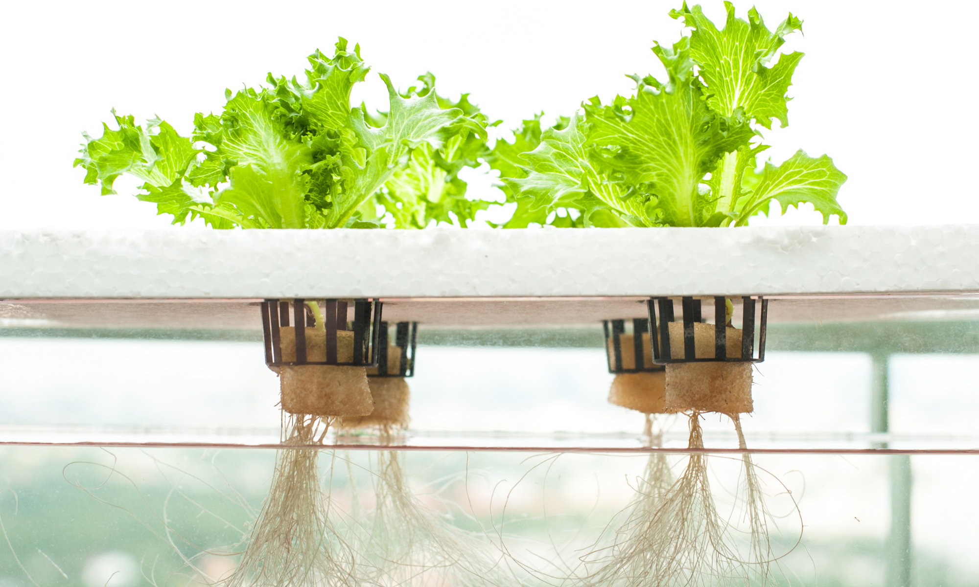 Is a Hydroponic Garden Cost Effective?