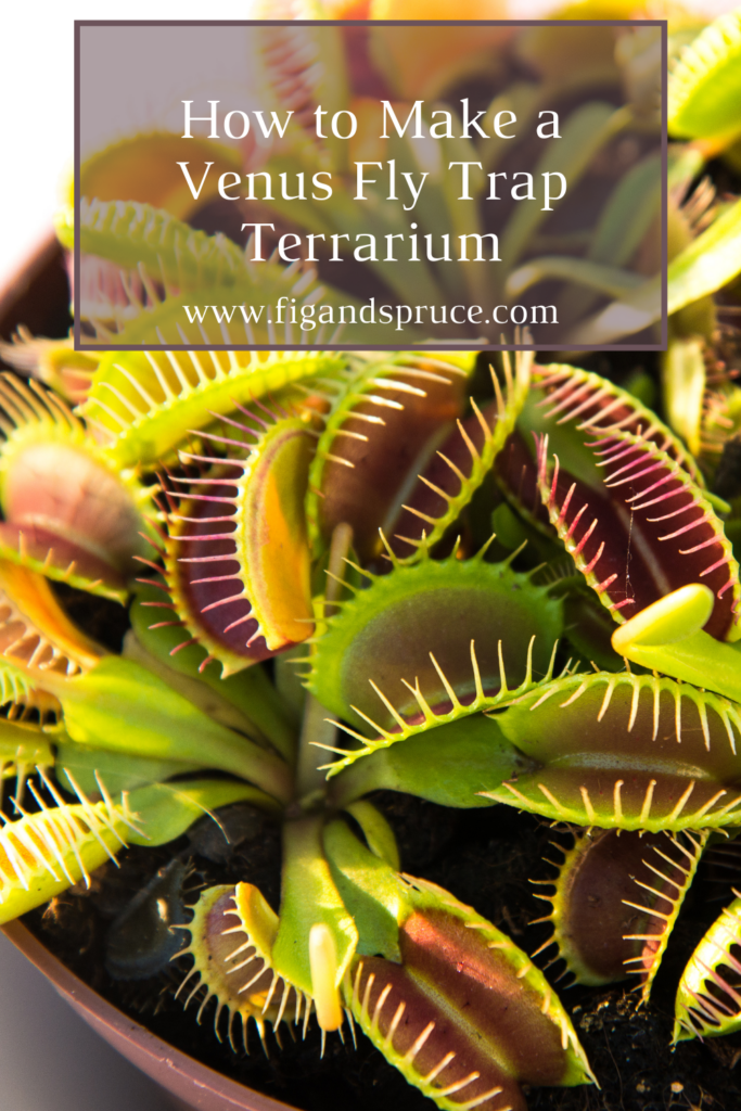 venus fly trap terrarium pinterest