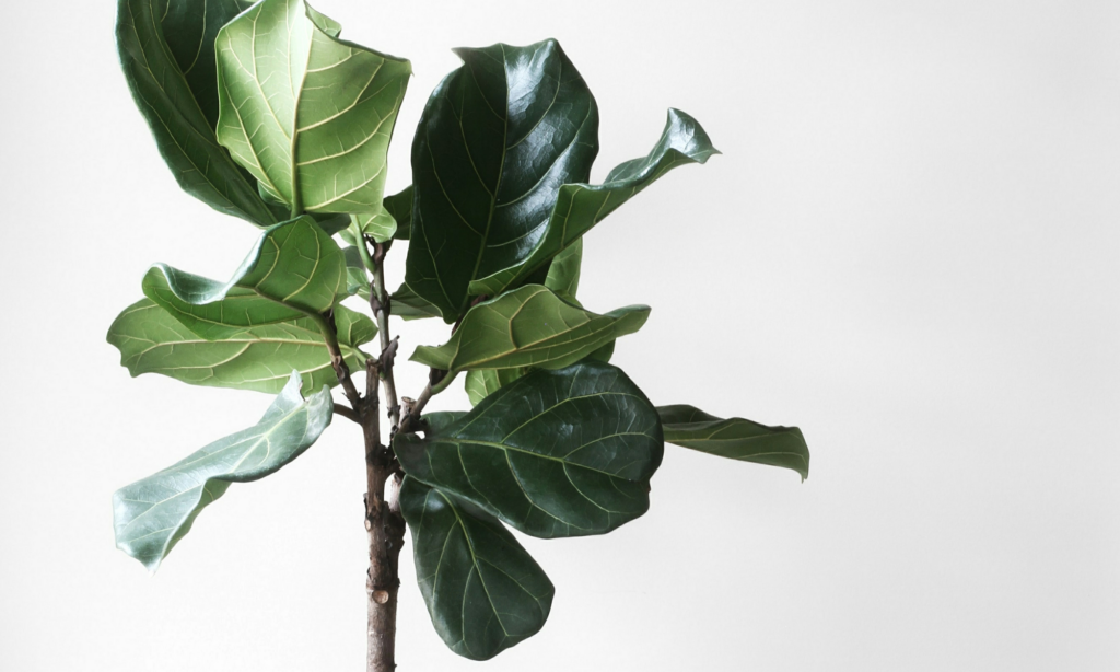 3 Best Faux Fiddle Leaf Fig Trees to Buy in 2021- Fig & Spruce