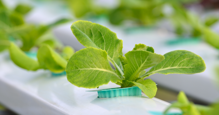 What Do You Feed Hydroponic Plants?