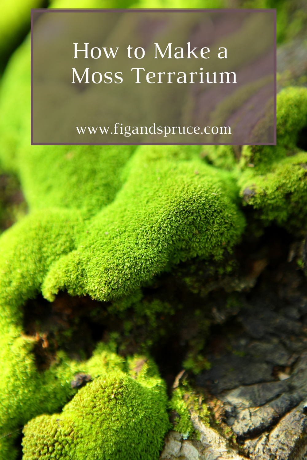 How to Create a Moss Terrarium - Fig & Spruce