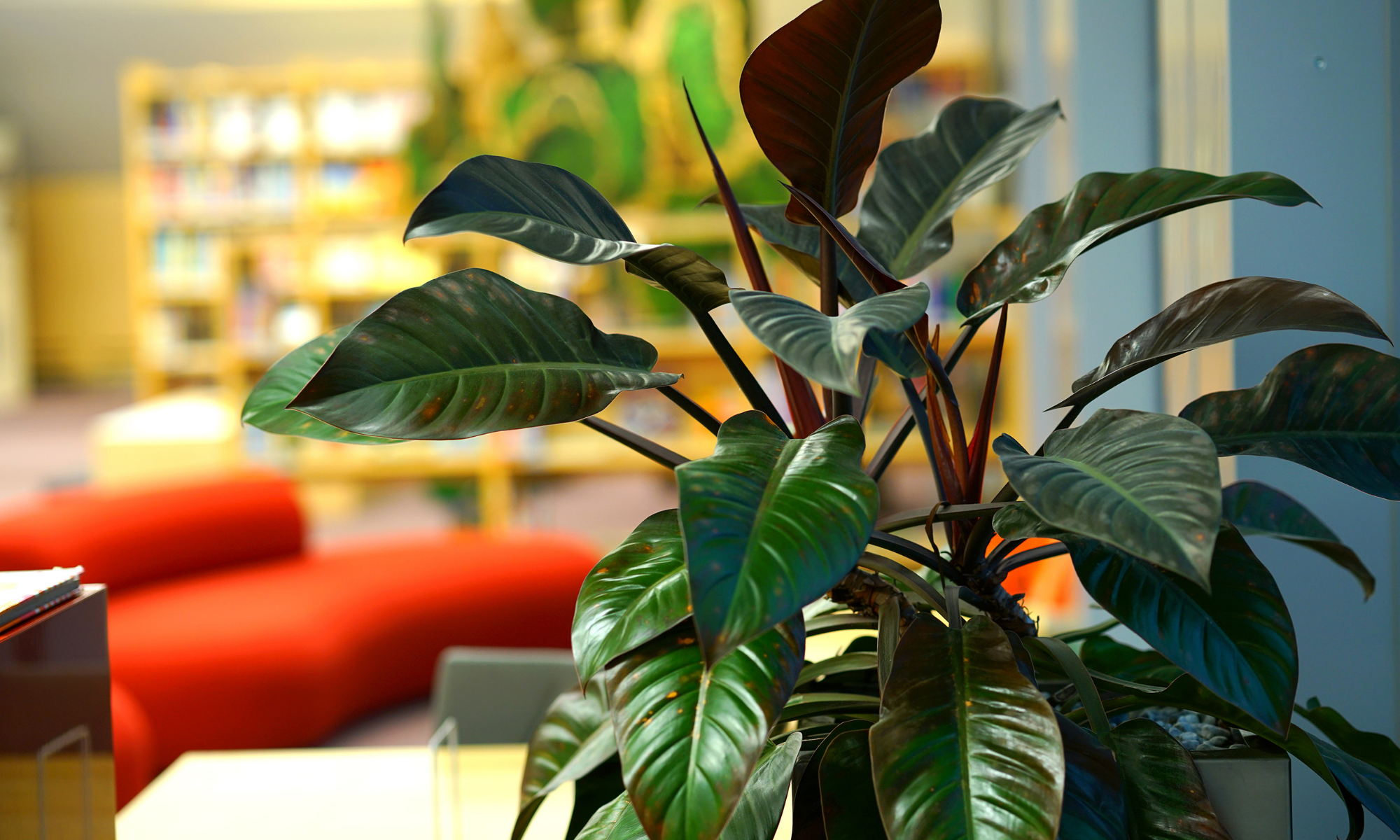 6 Types of Indoor Plants that Clean Air and Remove Toxins