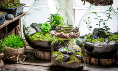 5 Types of Indoor Terrariums You Can Build Today