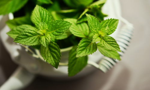 The Ultimate Guide to Propagating Mint