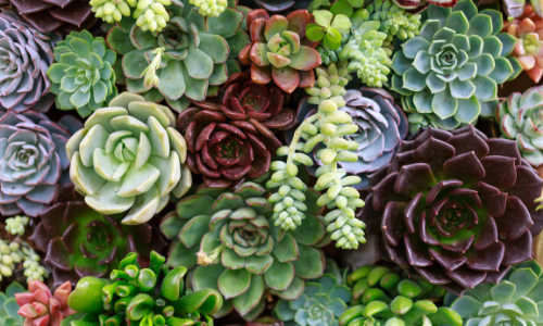 Propagating Succulents: A Complete Beginner’s Guide