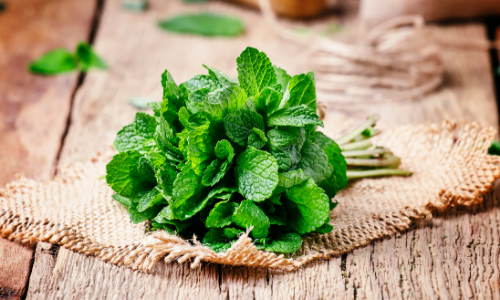 The Ultimate Guide to Growing Mint at Home