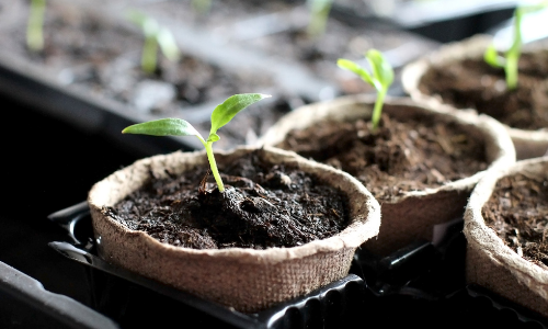 Do I need a Grow Light to Start Seeds Indoors?