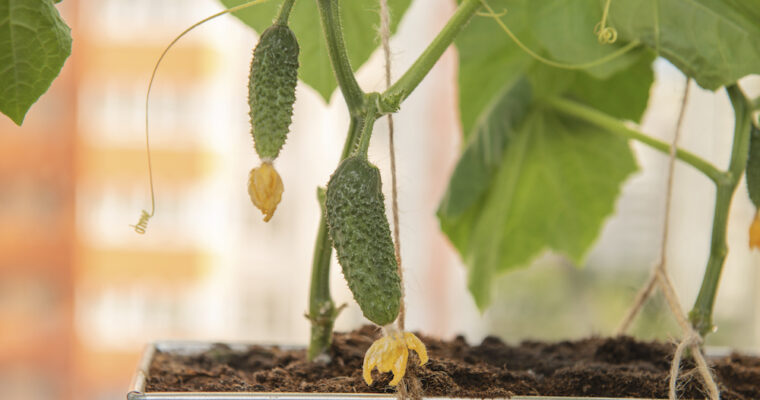 How to Grow Cucumbers in a Container Garden