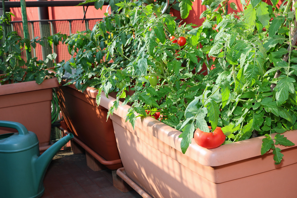 year round container gardening ideas for your home