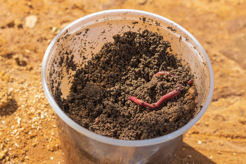 benefits of earthworms in container gardening