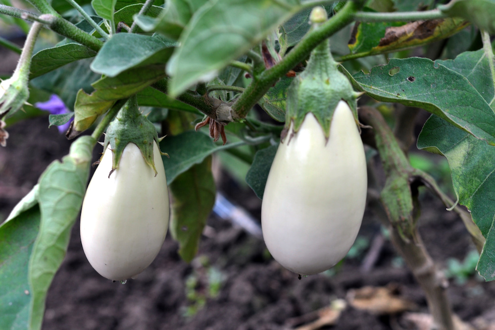 what is the best eggplant for container gardening