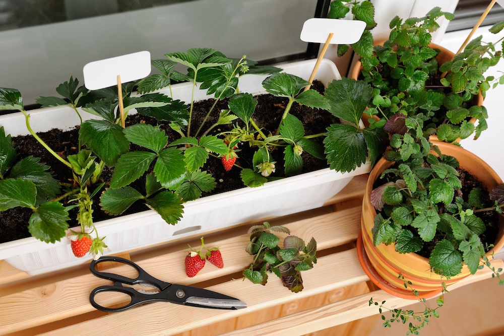 Year Round Container Gardening Ideas Perfect for Beginners 